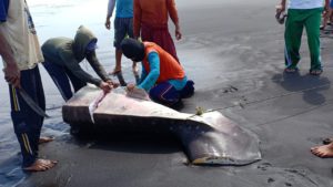 Terkena Jaring Nelayan di Pinggir Pantai Jeni Jember, Hiu Tutul Ukuran Besar Mati