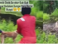 Biadab, Viral Video Anjing Dilempar Hidup-hidup ke Sungai Berisi Buaya