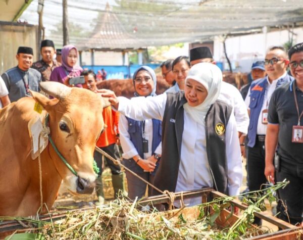 Gubernur Jatim: Penyembelihan Hewan Kurban Jangan Dibanting