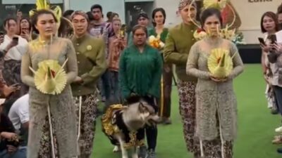 Viral Pernikahan Anjing Pakai Adat Jawa Dikecam Pemerhati Satwa