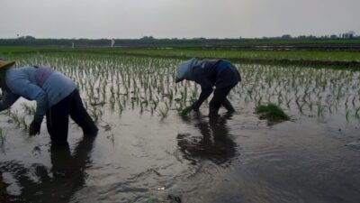 Gerakan tanam padi untuk petani menjadi alternatif cara pengendalian inflasi di Kota Mojokerto. (Erik/KT)