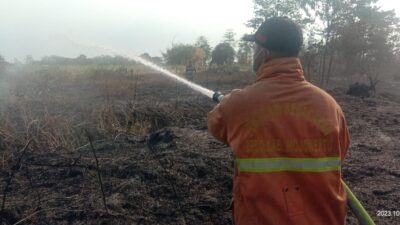 Petugas BPBD Kabupaten Mojokerto berusaha memadamkan api yang membakar lahan ilalang di Mojokerto, Minggu (1/10/2023). (BPBD Kabupaten Mojokerto) 