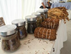 Dana Bagi Hasil Cukai untuk Petani Tembakau di Kabupaten Mojokerto Tidak Merata