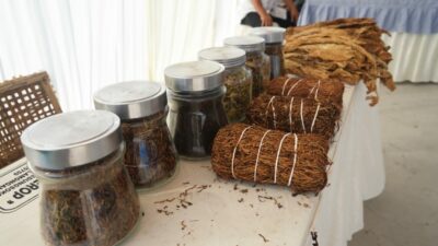 Dana Bagi Hasil Cukai untuk Petani Tembakau di Kabupaten Mojokerto Tidak Merata