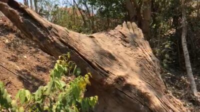 Kayu raksasa ditemukan di Dlanggu, Mojokerto, Rabu (18/10/2023). (Muzakki/KT)