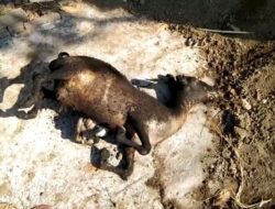 Kandang Terbakar di Pungging Mojokerto, Satu Kambing Mati Terpanggang