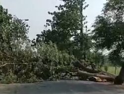 Akses Jalan Raya Jetis Sempat Tertutup karena Pohon Randu Besar Tumbang