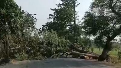 Pohon randu tumbang dan sempat menutup akses jalan raya di Desa Jetis, Kecamatan Jetis, Kabupaten Mojokerto, Sabtu (18/11/2023) siang (Tangkapan layar video)