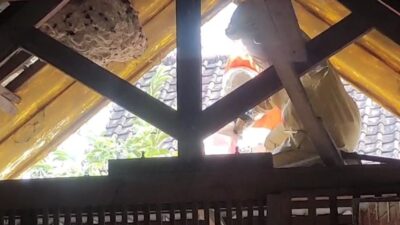 Petugas Damkar BPBD Kabupaten Mojokerto dengan memakai baju pelindung sedang berupaya mengevakuasi sarang tawon berukuran besar di rumah warga (Dok. BPBD Kabupaten Mojokerto)