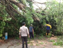 Pohon Tumbang Tutupi Jalan di Mojokerto, Lalu Lintas Terganggu