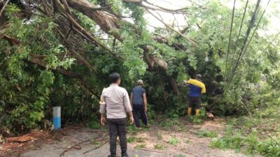 IMG 20231124 WA0094 1 Petugas berjibaku mengevakuasi pohon tumbang di Mojokerto, Jumat (24/11/2023). (BPBD Kabupaten Mojokerto)