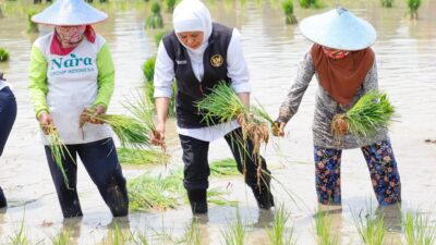 Gubernur Khofifah Apresiasi Petani Gunakan Pupuk Organik dalam Budidaya Padi