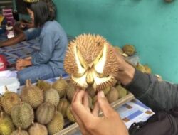 Menikmati Durian Merica Khas Kecamatan Trawas Langsung dari Pohon