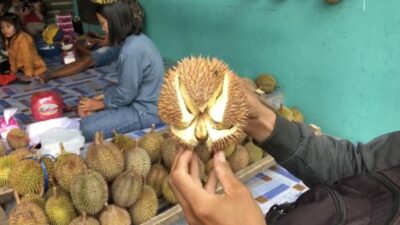 Menikmati Durian Merica Khas Kecamatan Trawas Langsung dari Pohon