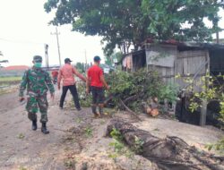 Pohon Beringin di Jetis Mojokerto Tumbang, Kabel PLN Putus dan Tutup Akses Jalan