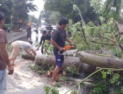 Hujan Deras dan Angin Kencang Tumbangkan Pohon Kesono, Akses Mojosari-Pacet Sempat Ditutup