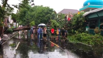 Pohon yang tumbang di Jalan Raya Brawijaya, Desa Tunggal Pager, Kecamatan Pungging, Kabupaten Mojokerto (Redaksi Kabarterdepan.com)