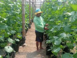 Pria di Sragen Sukses Budidaya Buah Melon dengan Sistem Greenhouse, Hasil Panen Perdana Tembus Rp 55 juta