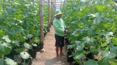 Tukimin melakukan perawatan tanaman Melon Kirani. (Masrikin/kabarterdepan.com) 