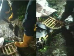 Dramatis, Petugas Damkar Mojokerto Evakuasi Ular 3 Meter di Kandang Ayam
