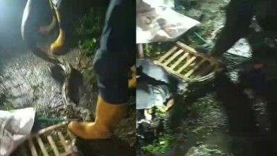 Kolase proses evakuasi ular di Mojokerto. (Tangkapan layar video Damkar Mojosari) 