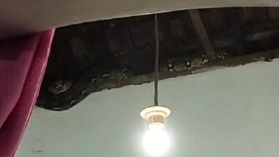 Keberadaan ular berada di dalam plafon kamar warga Pungging, Kabupaten Mojokerto (Redaksi Kabarterdepan.com)