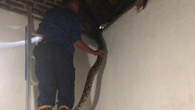 Proses evakuasi ular yang bersarang di atas plafon kamar warga Mojokerto (Redaksi Kabarterdepan.com)