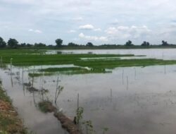 Tanggul Jebol, Air Sungai Rendam 56 Hektare Sawah di Bangsal