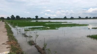 Lokasi sawah di Bangsal yang terendam (Redaksi Kabarterdepan.com) 