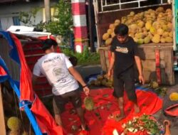 Ngantuk, Sopir Pikap Bermuatan Durian Tabrak Mobil PLN di Ngoro Mojokerto