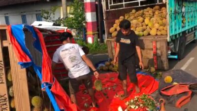 Ribuan durian yang tercecer di jalan raya dipindahkan ke dalam truk lain (Redaksi Kabarterdepan.com)