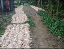 Ribuan Ayam Siap Panen di Sragen Mati Mendadak, Pengusaha Rugi Hingga Rp 400 juta