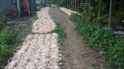 Ribuan bangkai ayam yang berjejer di depan kandang, Minggu (18/2/2024). (Masrikin/kabarterdepan.com) 