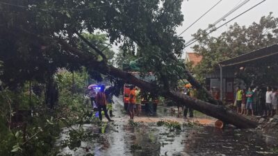 Pohon Mahoni besar tumbang dan menutup seluruh akses jalan (Redaksi Kabarterdepan.com)