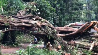 Sebuah Pohon Berukuran Besar Tumbang, Menutup Akses Wisata Ngoro-Trawas