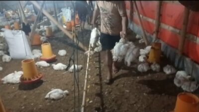 Proses pengumpulan bangkai ayam. (Masrikin/kabarterdepan.com) 