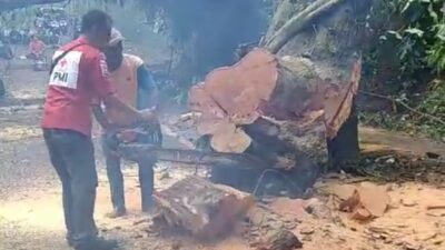 Proses pemotongan pohon tumbang di Desa Penanggungan, Kecamatan Trawas, Kabupaten Mojokerto, Rabu (28/2/2024) (Redaksi Kabarterdepan.com)