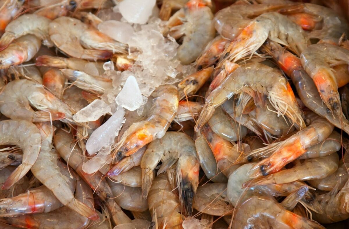 WhatsApp Image 2024 02 19 at 9.20.08 AM