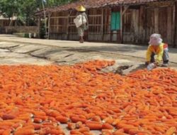 Produktivitas Jagung di Kabupaten Grobogan Meningkat, Capai 200 Ton