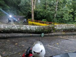 Hujan Angin, Pohon Besar di Jalur Cangar Tumbang dan Menutup Akses Pacet-Batu