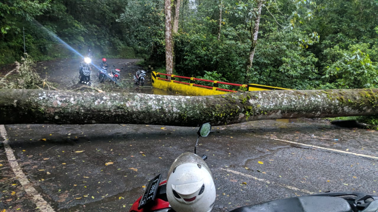 Kondisi pohon yang tumbang di Jalur Cangar, sehingga menutup akses Pacet - Kota Batu (Andy / Kabarterdepan.com)