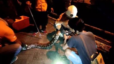 Proses evakuasi ular piton yang memangsa ayam di Medali Mojokerto (Andy / Kabarterdepan.com)