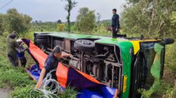 Hindari Sedan, Bus Trans Jatim Mojokerto-Gresik Terguling di Dawarblandong