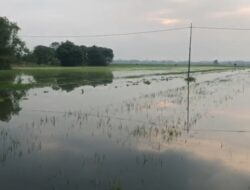 3 Hari Terendam Air, Puluhan Hektar Sawah di Desa Jotangan Mojokerto Gagal Tanam