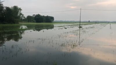 3 Hari Terendam Air, Puluhan Hektar Sawah di Desa Jotangan Mojokerto Gagal Tanam
