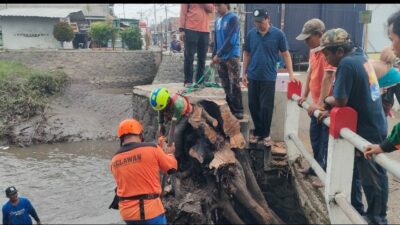 Dam Sungai di Mojokerto Tersumbat Pohon Tumbang Diameter 50 cm, Butuh 3 Jam Evakuasi