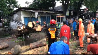 Petugas gabungan bahu-membahu mengevakuasi pohon angsana yang tumbang. (Redaksi/kabarterdepan.com) 