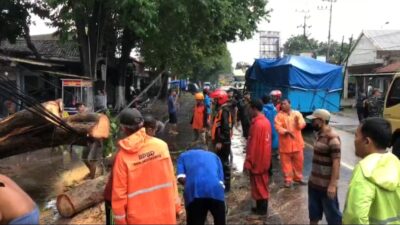 Proses evakuasi pohon angsana yang timbang melibatkan 40 petugas gabungan, Senin (4/3/2024). (Redaksi/kabarterdepan.com)