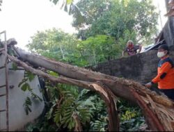 Hujan Disertai Angin Kencang, Pohon Tumbang Timpa Rumah di Semarang