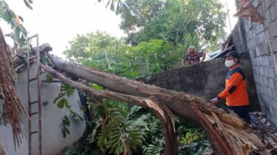 Pohon tumbang yang menimpa sebuah rumah di Semarang, Kamis (14/3/2024). (Ahmad/kabarterdepan.com)